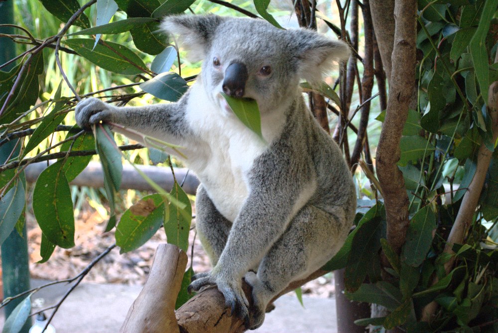 Cute, cuddly koala eating a gum leaf