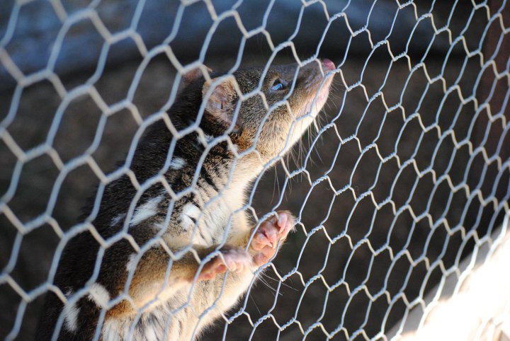 Cute spotted quoll in zoo