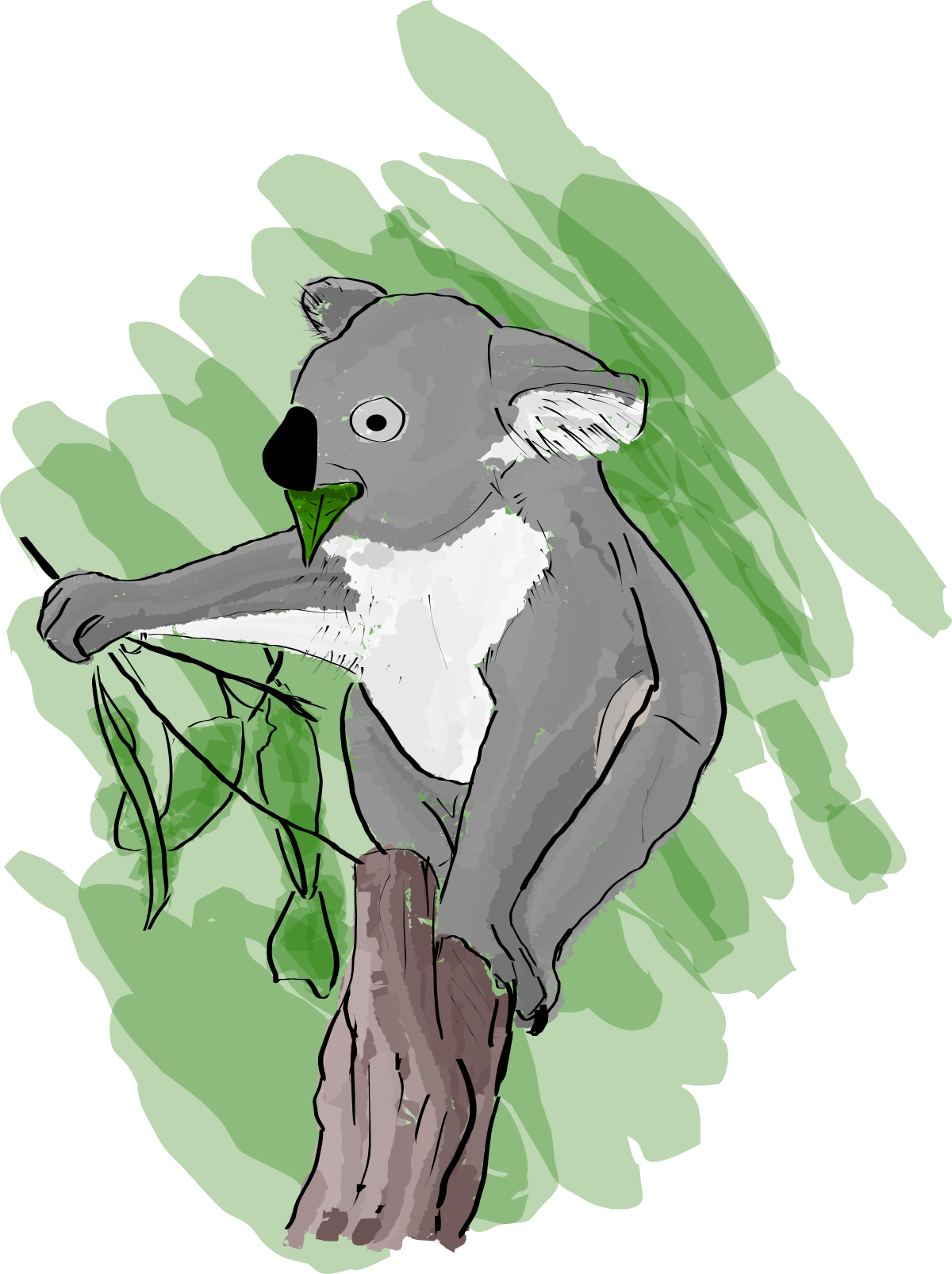 Koala chewing a gum leaf