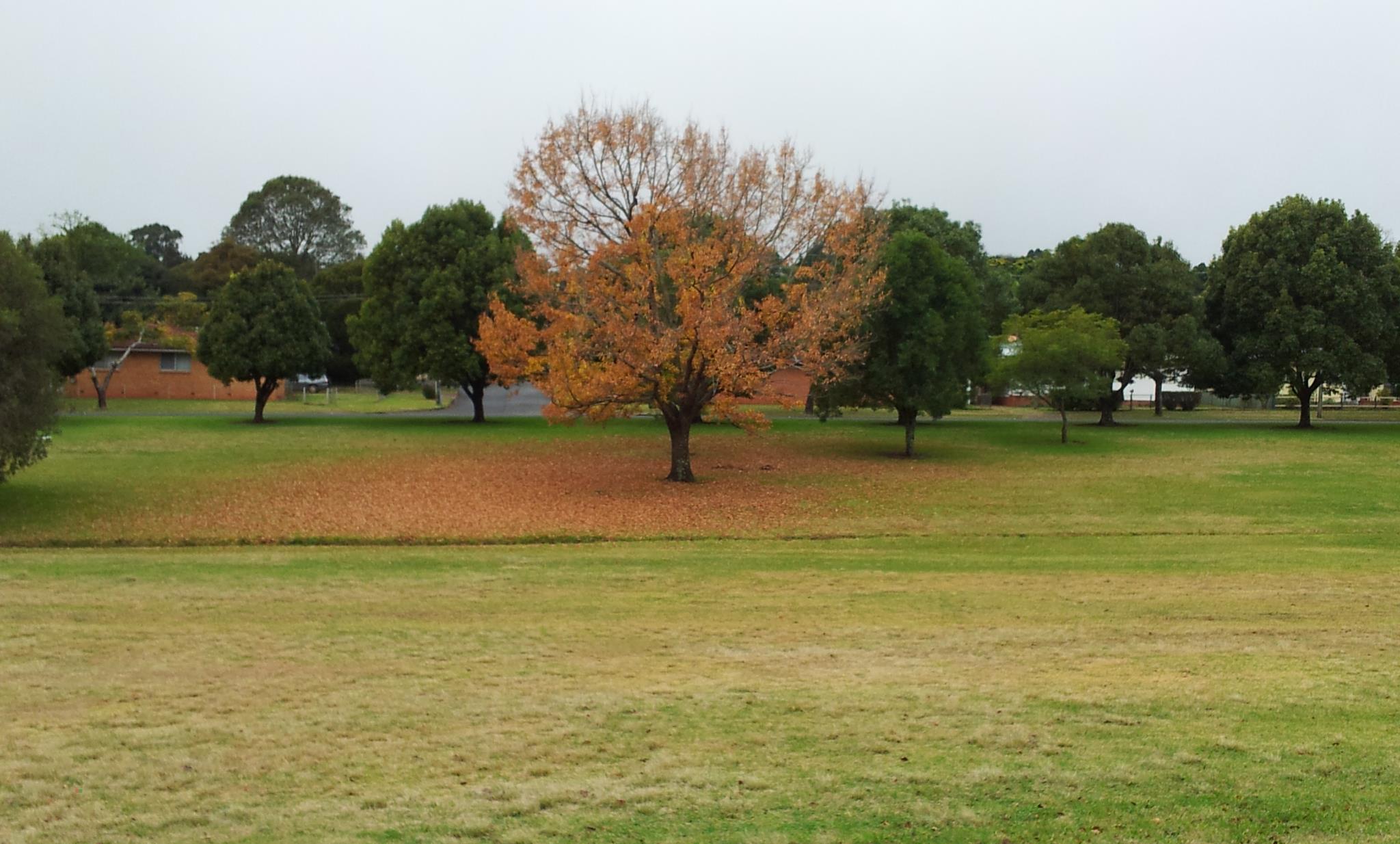 Tree in Autumn, East Creek, Toowoomba
