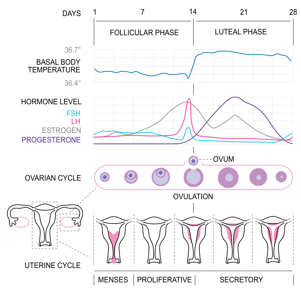 Image: https://en.wikipedia.org/wiki/Luteal_phase#/media/File:MenstrualCycle2_en.svg
Wikipedia link for more information: https://en.wikipedia.org/wiki/Menstrual_cycle